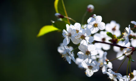 cherry tree branch with copyspace