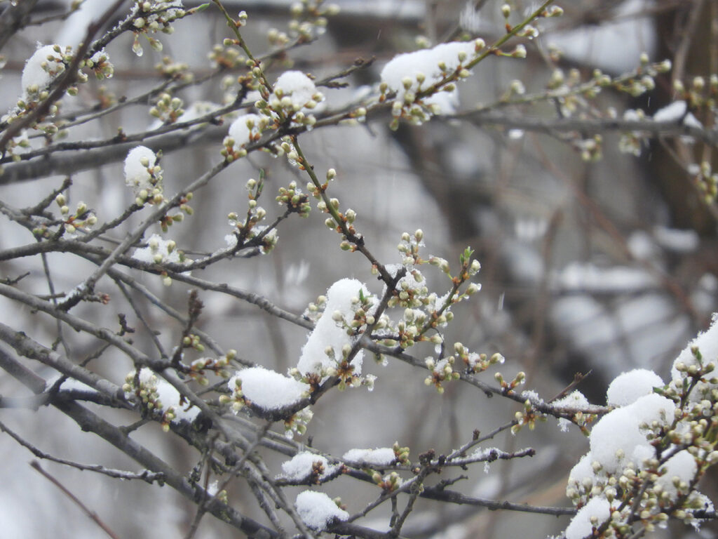В Беларуси похолодание, в выходные до -7°C, снег и гололед 2 closeup shot beautiful snow covered branches tree with small leaves blossoms