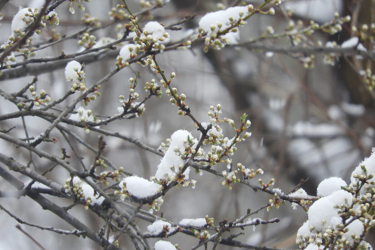 closeup shot beautiful snow covered branches tree with small leaves blossoms