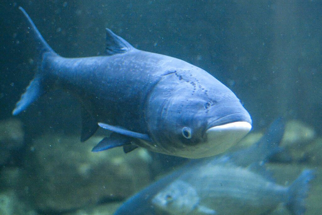Гигант с крючка: рыбак из Слонима вытащил 25-килограммового толстолобика 2 asian carp