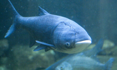 asian carp