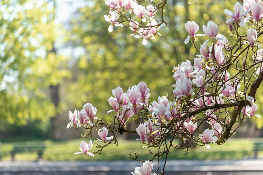 close up pink cherry blossom tree 1048944 25055784