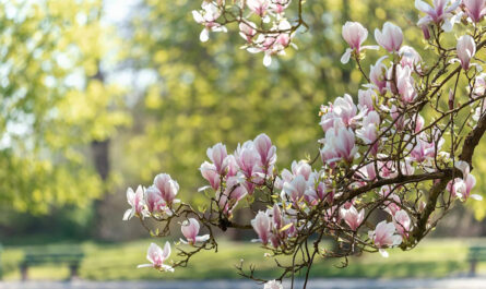 close up pink cherry blossom tree 1048944 25055784