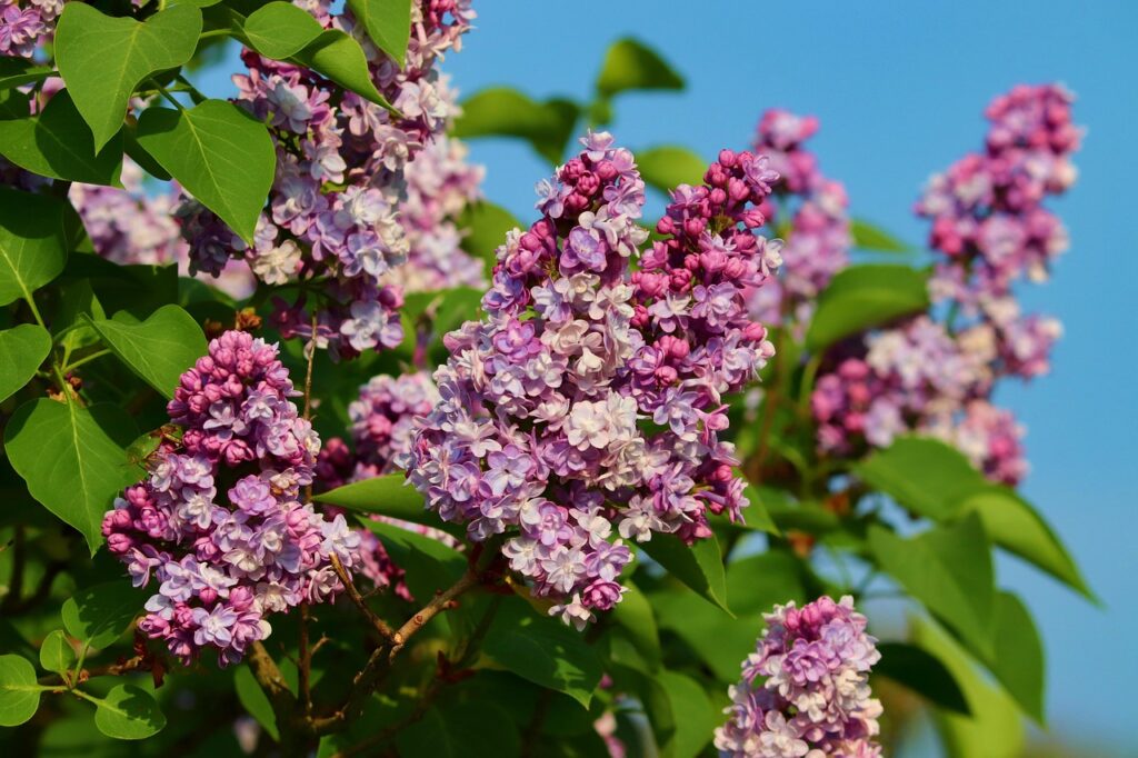 lilac 5092159 1280