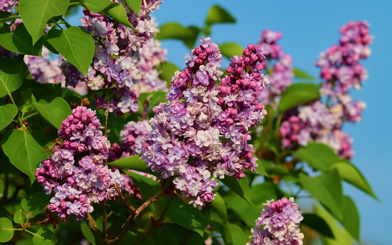 lilac 5092159 1280