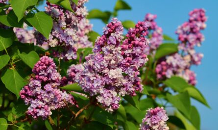 lilac 5092159 1280