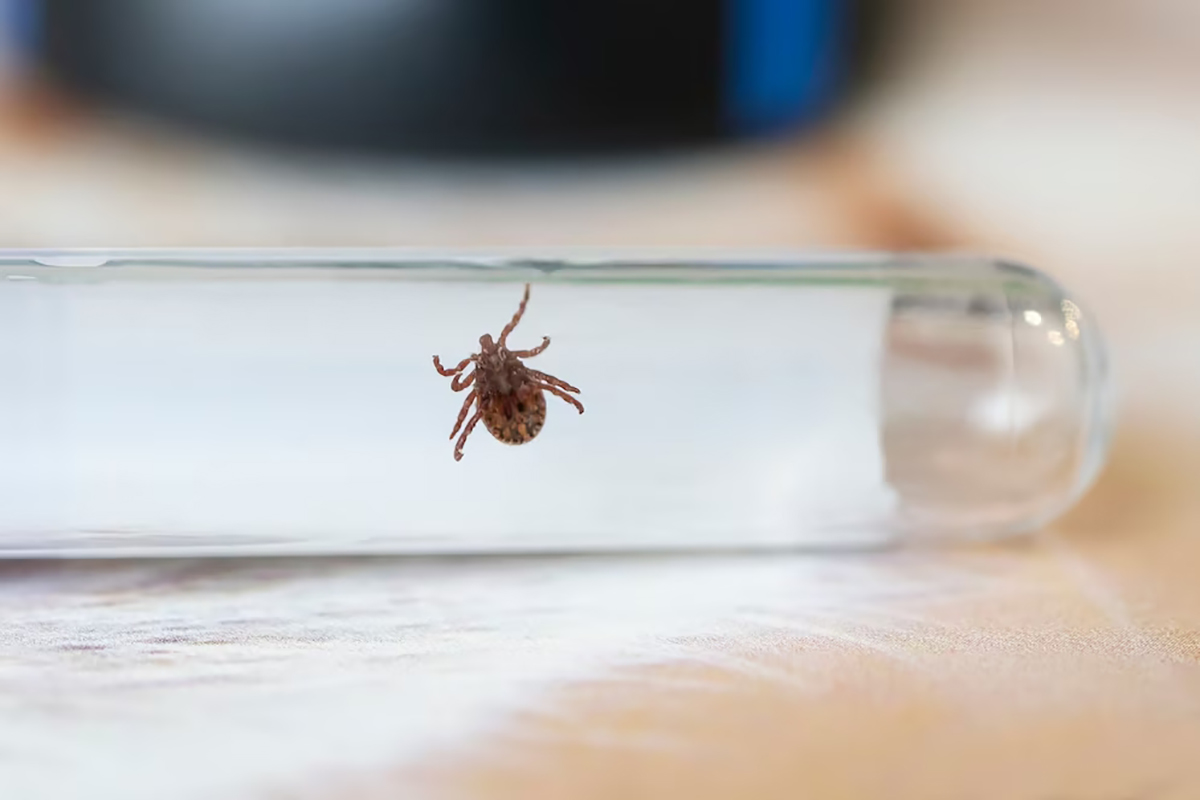 study mites scientific laboratory encephalitis lyme disease parasite that transmits diseases that ar