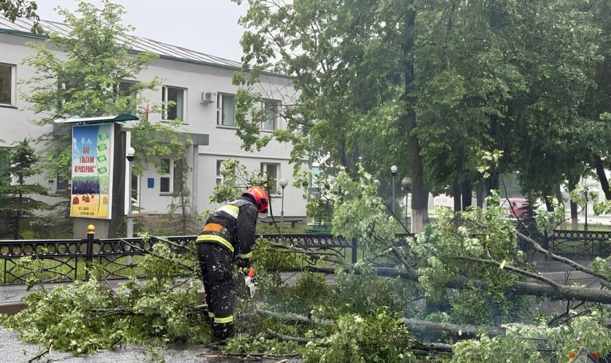 Шторм в Гомеле: десятки поваленных деревьев, поврежденные крыши и автомобили