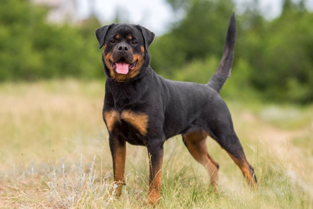 breed information rottweilers
