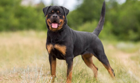 breed information rottweilers