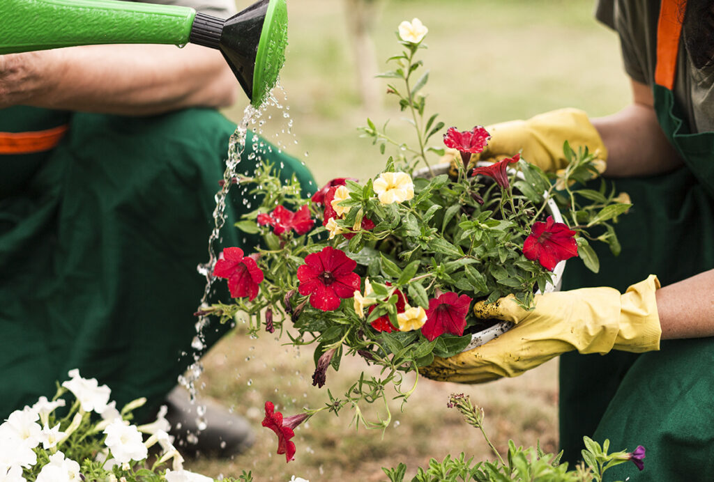 close up couple watering flowers