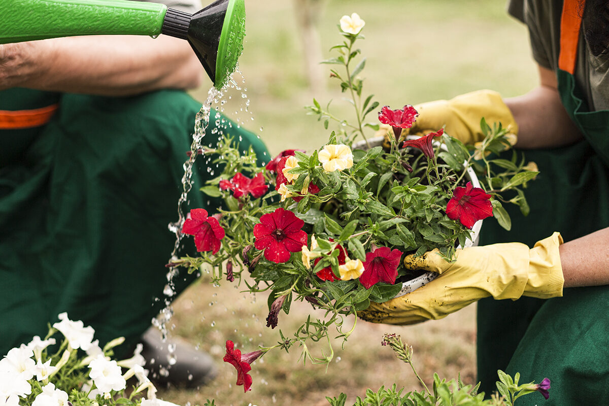 close up couple watering flowers