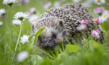 hedgehog sitting grass surrounded by flowers