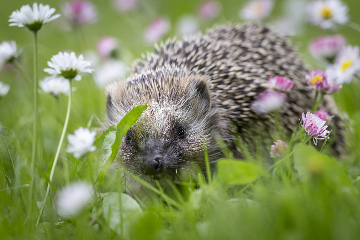 hedgehog sitting grass surrounded by flowers
