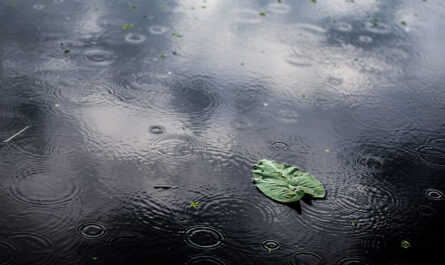 high angle closeup shot isolated green leaf puddle rainy day