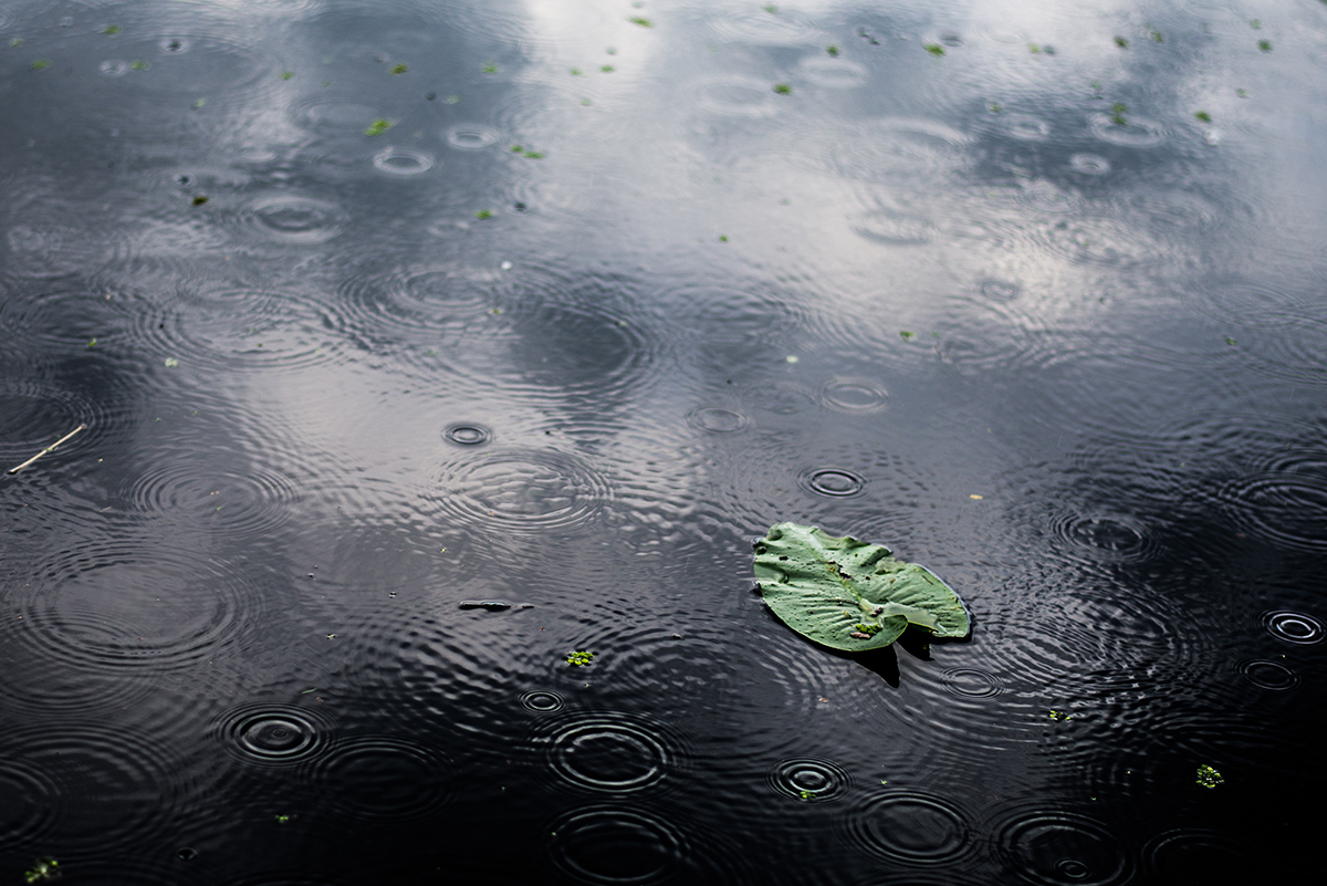 high angle closeup shot isolated green leaf puddle rainy day