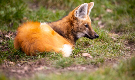 maned wolf his nature habitat beautiful meadows amazing animals nature environment south america