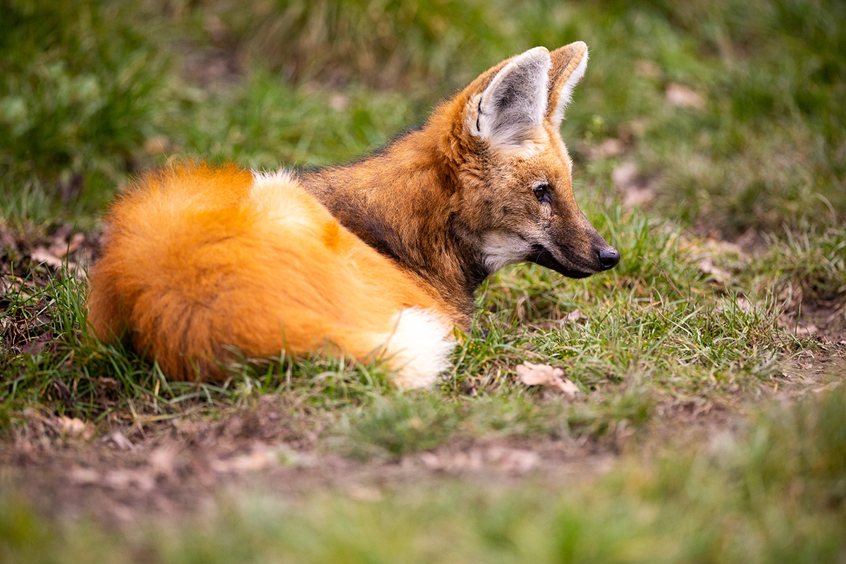 maned wolf his nature habitat beautiful meadows amazing animals nature environment south america