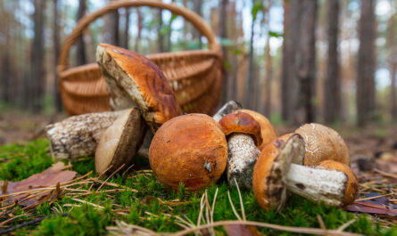 mushroom
