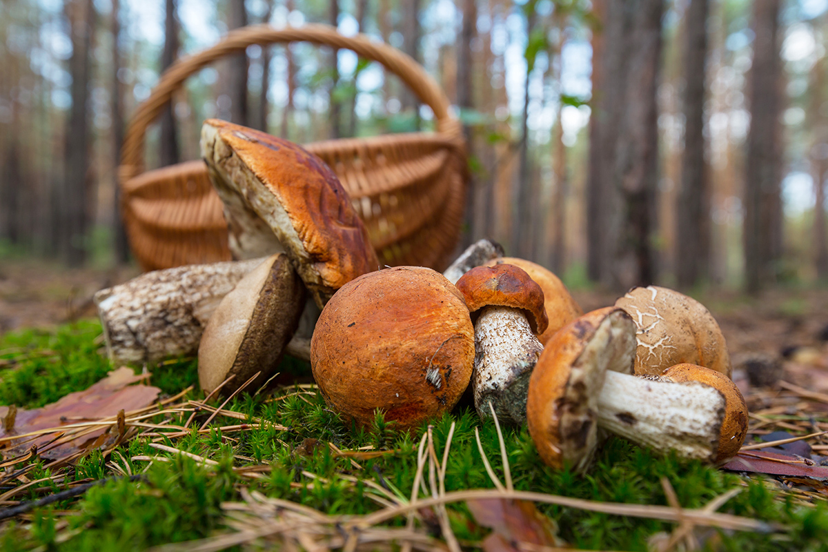 mushroom