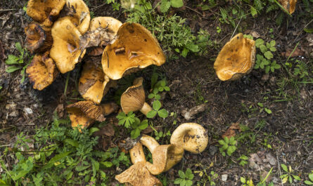 top view mushrooms forest 1