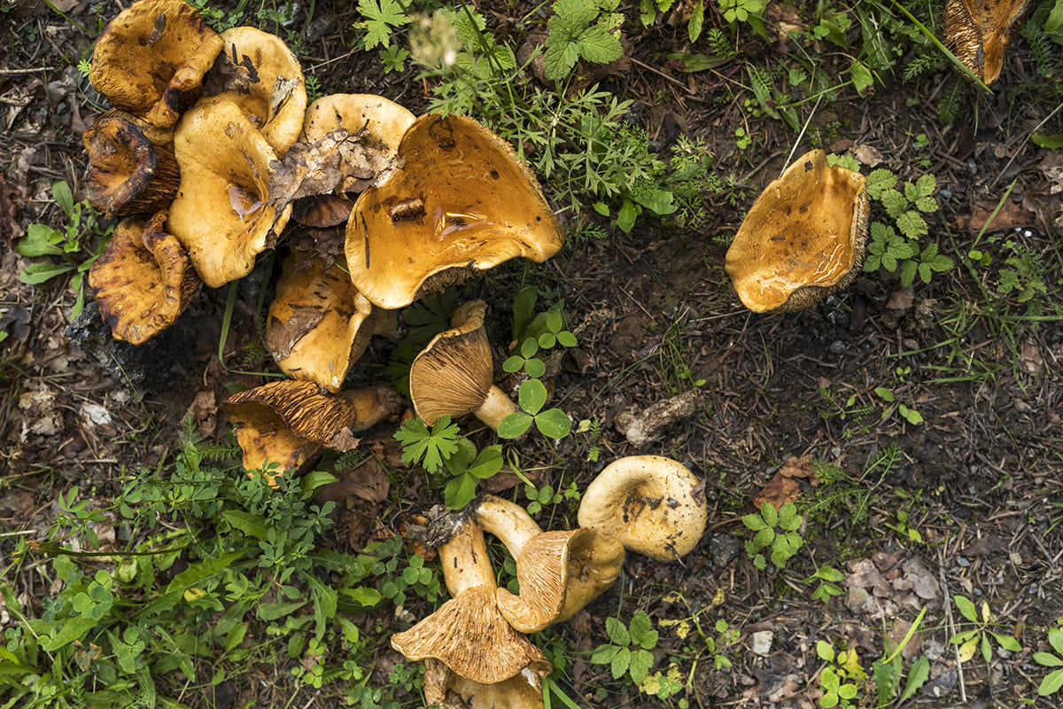 top view mushrooms forest 1