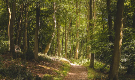 vertical shot narrow pathway forest with lot tall green trees
