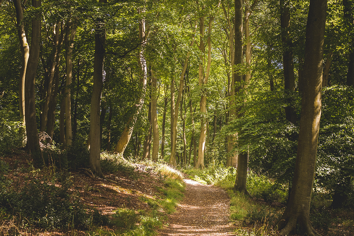 vertical shot narrow pathway forest with lot tall green trees