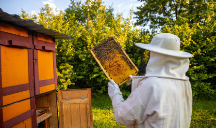 view beekeeper collecting honey beeswax