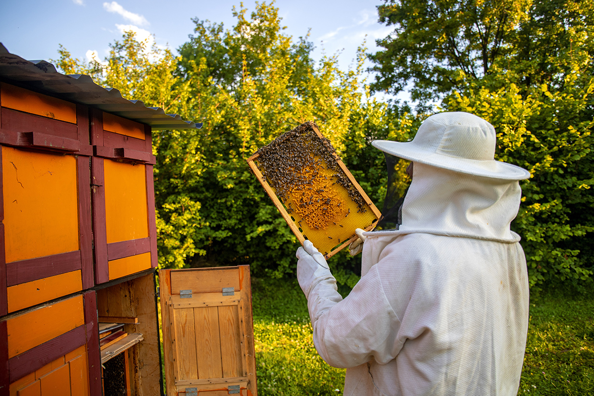 view beekeeper collecting honey