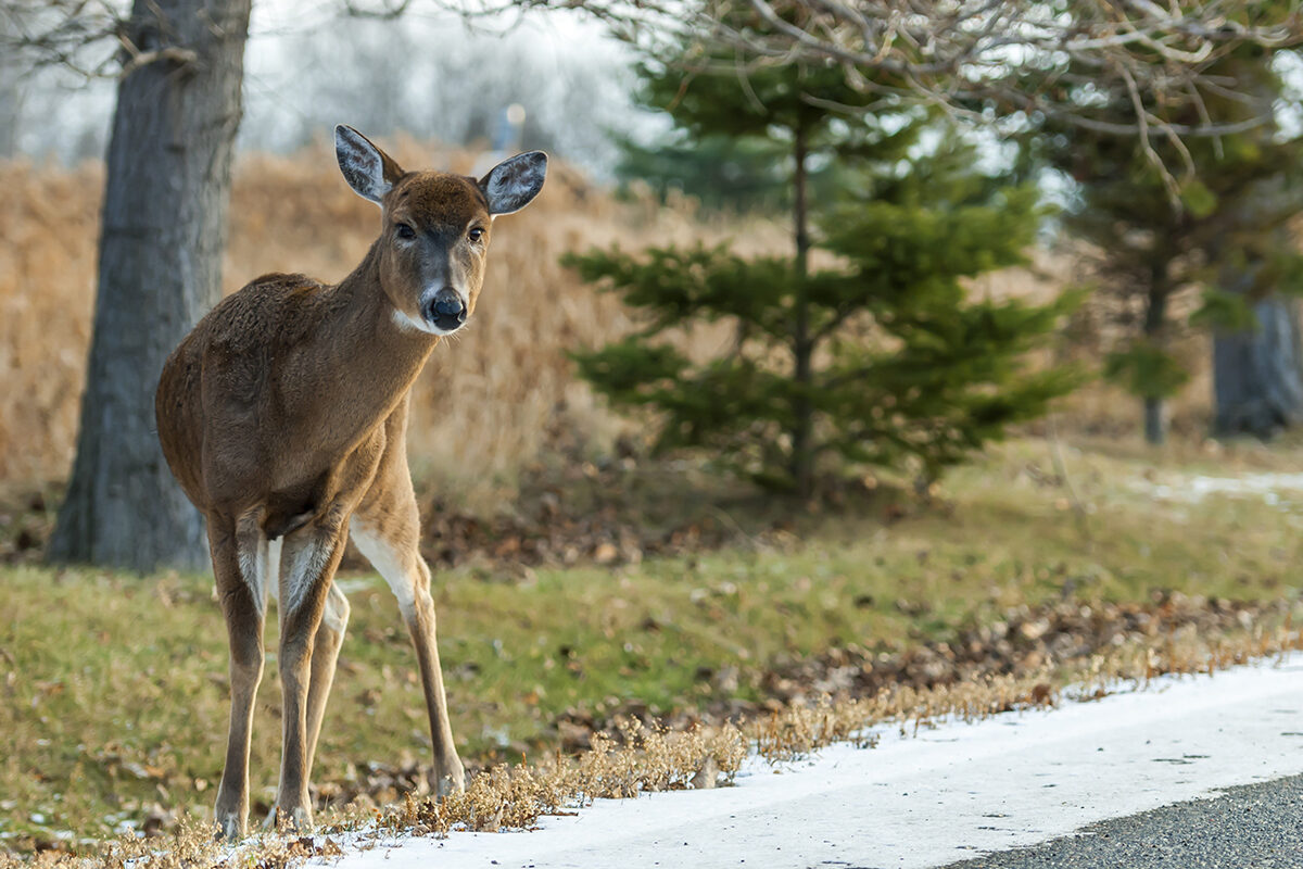 wide angle shot deer standing several trees daytime