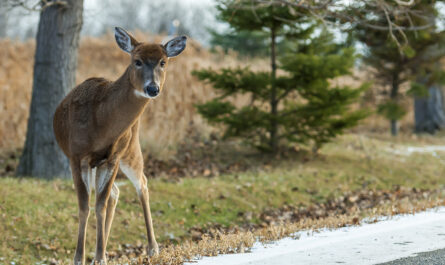 wide angle shot deer standing several trees daytime