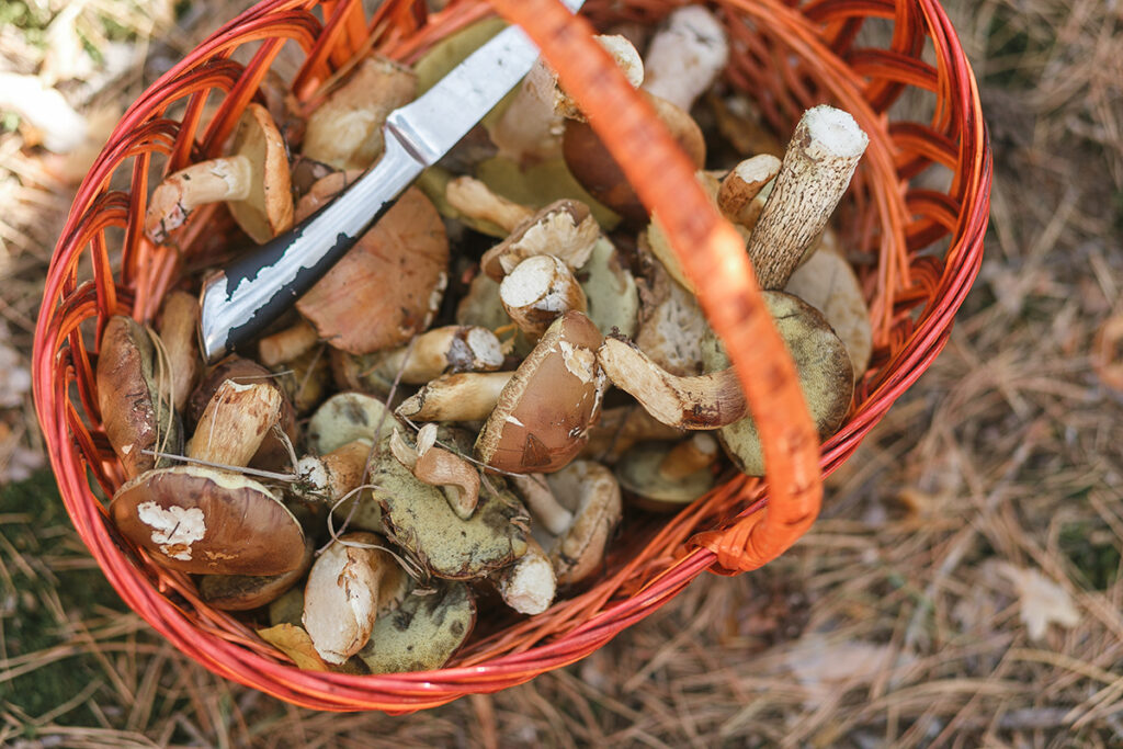 basket with mushrooms knife standing forest glade