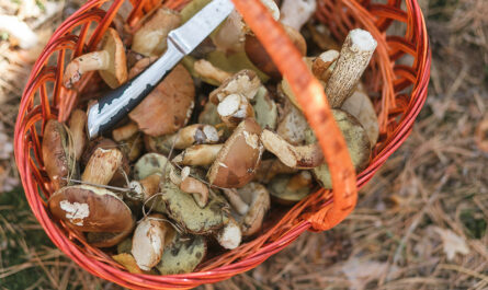 basket with mushrooms knife standing forest glade