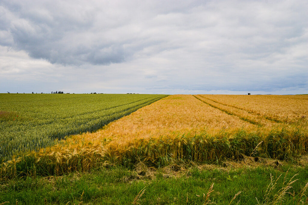 beautiful shot field near road germany