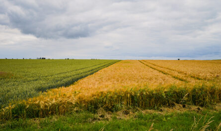 beautiful shot field near road germany