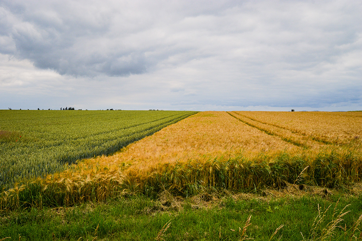 beautiful shot field near road germany