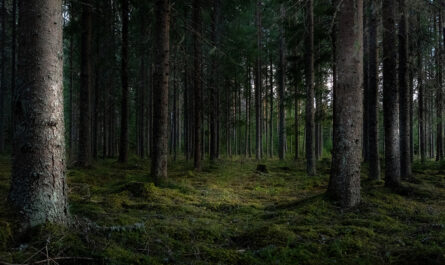 beautiful shot forest with tall green trees 1
