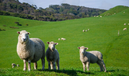 closeup shot sheep grassland