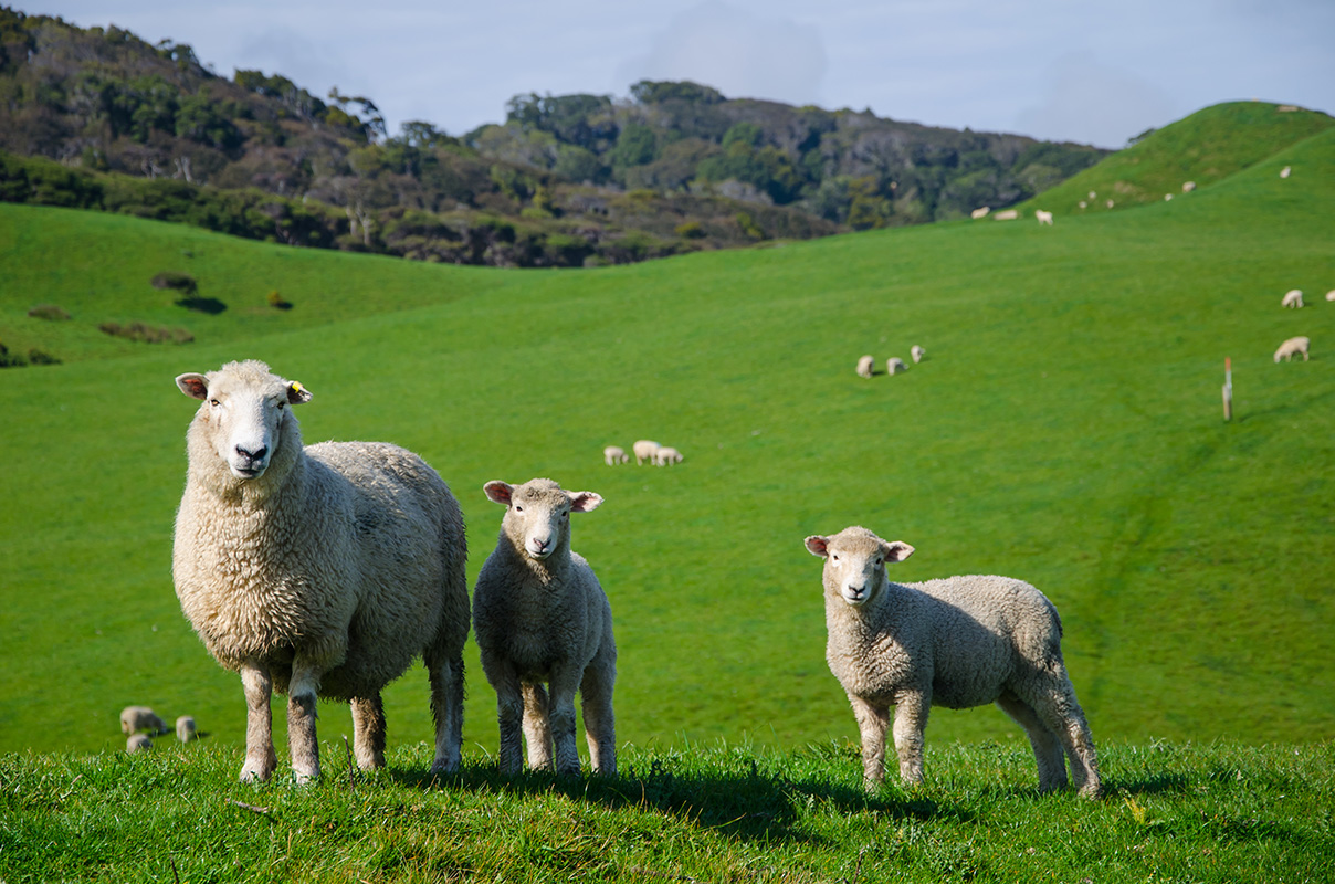 closeup shot sheep grassland