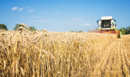 combine harvester working wheat field