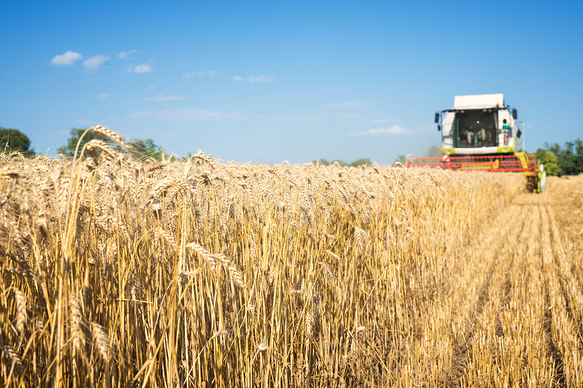 combine harvester working wheat field