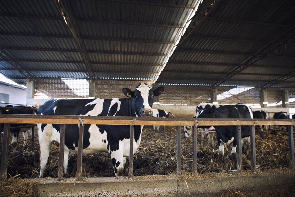 domestic animals eating hay cattle farm