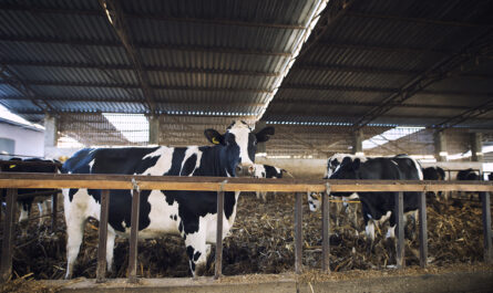 domestic animals eating hay cattle farm
