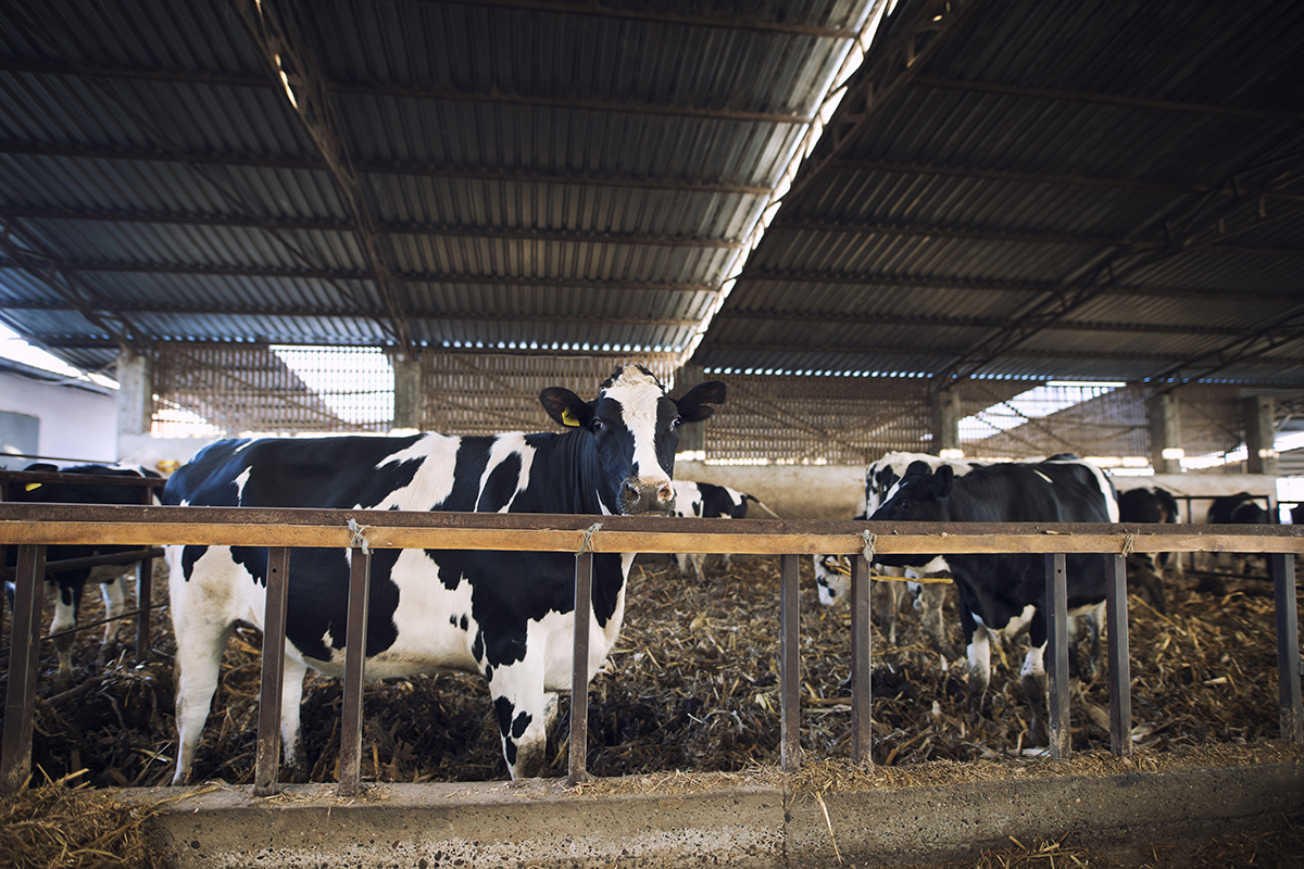 domestic animals eating hay cattle farm