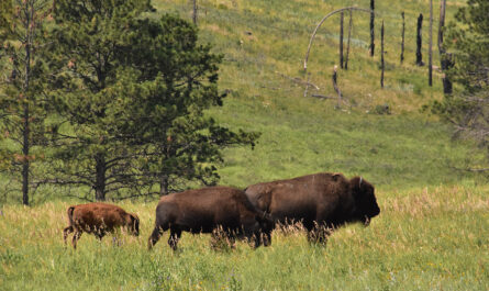 trio migrating american bison grazing summer time