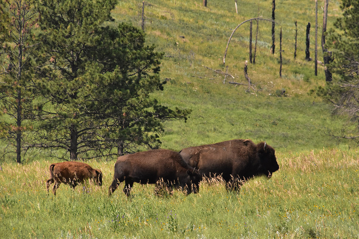 trio migrating american bison grazing summer time