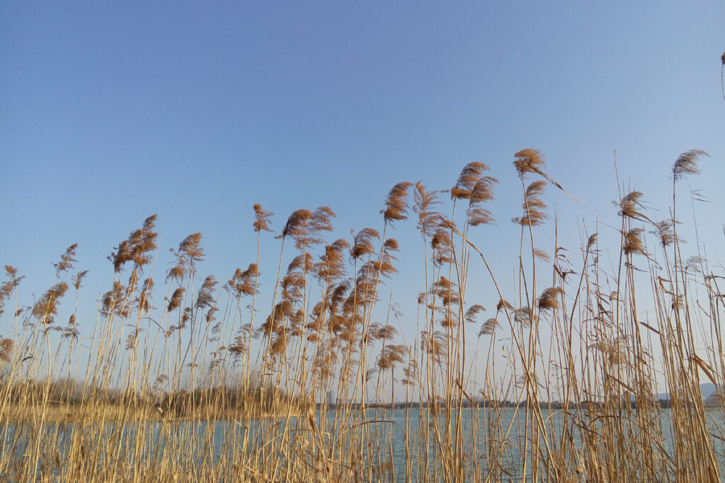 view calm reeds with blue sky
