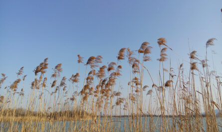 view calm reeds with blue sky