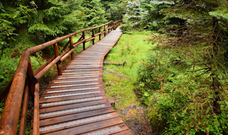 wooden pathwforest
